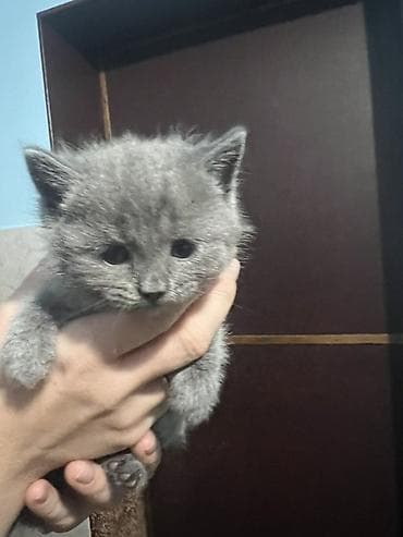 Котята, помёт из пяти малышей: - Рыже-белый: короткошёрстный, белая — 6