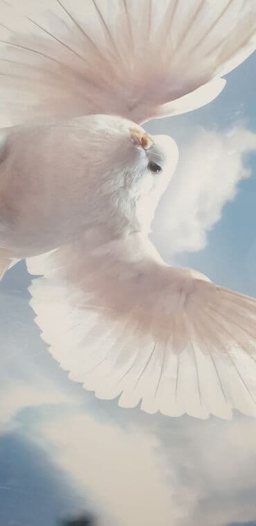 потолок гипсокартон: Натяжной потолок Глянцевое, Матовое, 3D потолки — 7