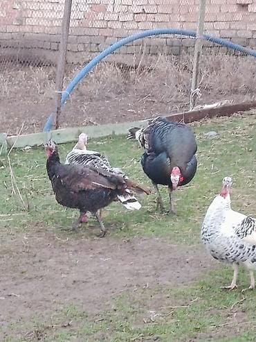 петух бойцовый: Продаю | Индюшка (самка) | Для разведения — 4