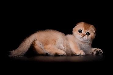 рыжие: Шотландский вислоухий котёнок (Scottish Fold) - Окрас: тёплый — 2