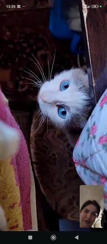 кошки котята: Кошка с ярко-голубыми глазами, короткой шелковистой шерстью и светлым — 1