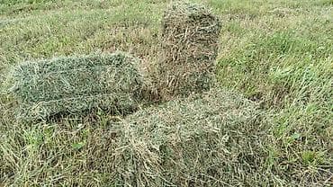 купить ячмень: Продам 2000 тюков! Сатам чөп (люцерна) люцерна, тюк. Молдовановка — 2