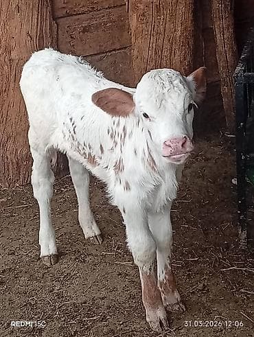 голштин телка: Продаю | Тёлка | На откорм — 3