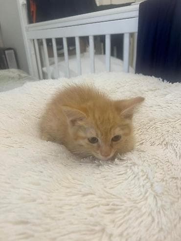 Отдам даром кошку: Кошка даром: Беспородная, 2 месяца, Мальчик, Приучена к лотку — 3