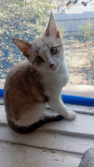 продаю кот: Мышык бекер берилет: Породасыз, 3 айлык, Ургаачы, Лотокко барууга үйрөтүлгөн — 1