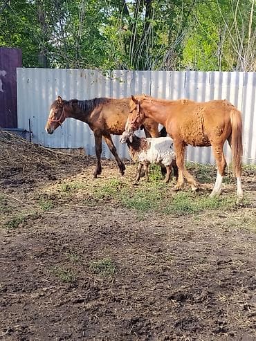 утки с утятами: Продаю | Жеребец | Для разведения | Племенные — 3