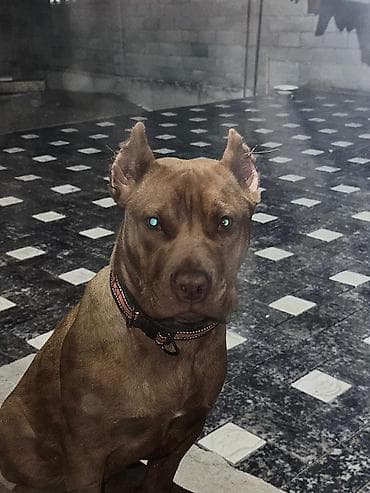 питбуль мач: Собака среднего размера, короткошёрстная, рыжего окраса. Активная и — 2