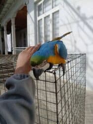 дом попугая: Ара синежёлтый (Blue-and-yellow Macaw) - Яркий крупный попугай с — 3