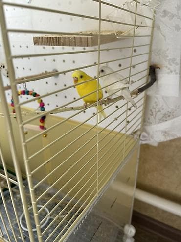 клетка бу: Продаются два волнистых попугая вместе с большой напольной клеткой — 3
