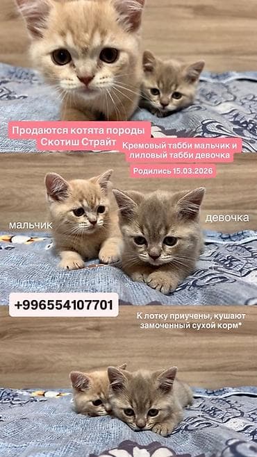 Котята породы скоттиш-страйт. Окрас: - мальчик — кремовый табби -