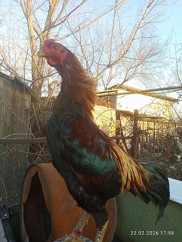 курицы: Продаю | Петух | Для разведения — 7