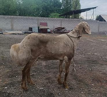 бараний жир: Продаю | Баран (самец) | Для разведения | Племенные — 1