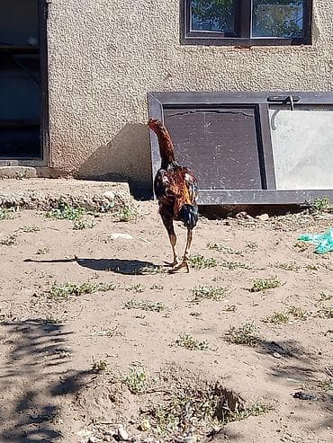 Продаю | Петух | Бойцовая | Для разведения