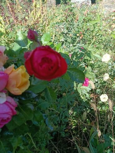 декоративные растения: Около 300 видов Саженцы садовых роз (разные сорта и окраски) - — 26