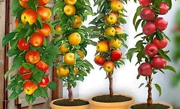 Обрезка плодовых деревьев