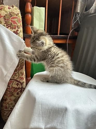 американская жесткошёрстная кошка: Кошка даром: Беспородная, 2 месяца, Девочка, Приучена к лотку — 10