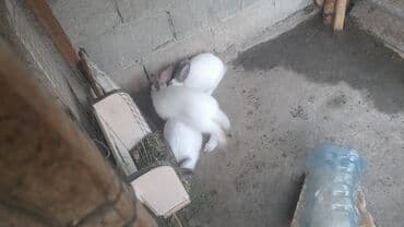 продажа домашних животных: Сатам | Коендун бөжөктөрү | Союуга, Көбөйтүү үчүн — 4