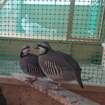 продаю перепелов: Продаю кекликов — 3