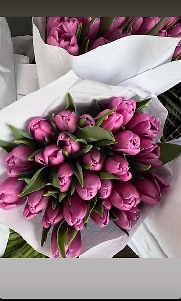 морковь оптом: 🌷 ТАКОЙ ЦЕНЫ В КЫРГЫЗСТАНЕ НЕТ 🌷 Голландские тюльпаны — 65 сом оптом — 8