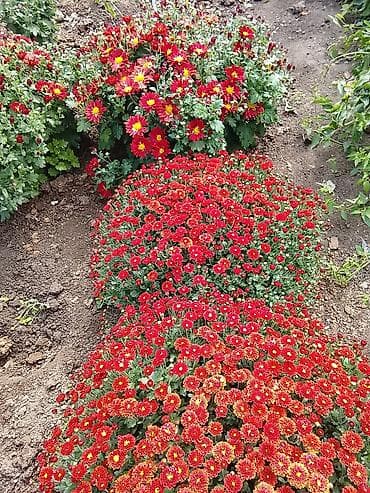 вата бишкек: Көчөттөр — 7
