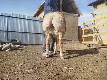 семиз бука: Сатам | Ургаачы кой (ургаачы), Козу, Кочкор (эркек) | Арашан | Көбөйтүү үчүн | Асыл тукумдуу, Бооз, Ургаачы — 3