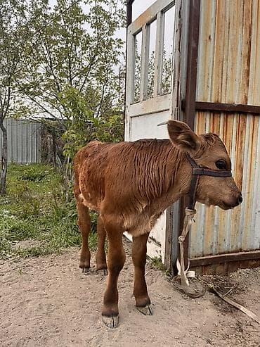 баран меренос: Продаю | Музоо, торпок | Для разведения | Привязанные — 3