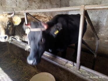 молочное оборудование: Сатам | Уй (ургаачы) | Көбөйтүү үчүн | Байланган — 2