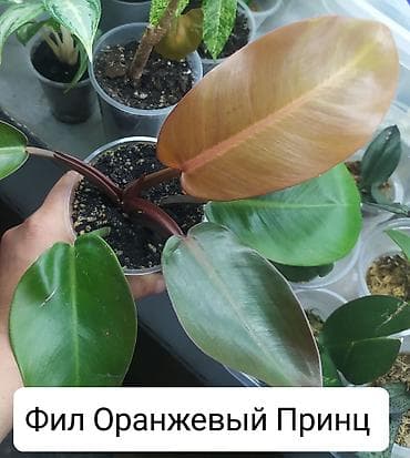вырасти сад купить петов: Продаю цветы — 2