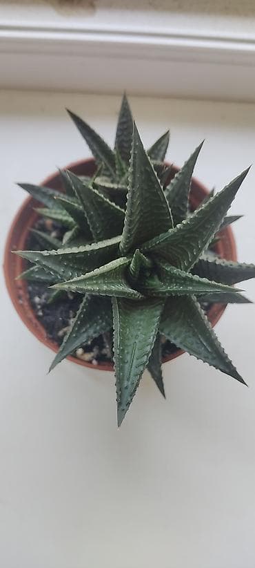 Суккулент Haworthia (гастерия/хавортия, разновидность с плотными