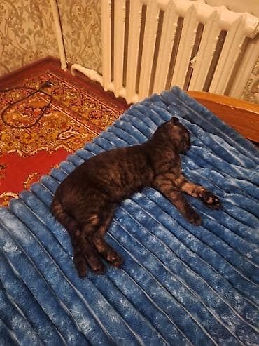 bazar kg: Скотиш Фолд (Шотландская вислоухая), 5 месяцев, Мальчик, Черный, Приучена к лотку — 1