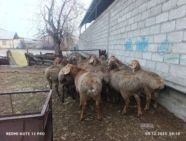 породистые собаки ищут дом: Продаю | Баран (самец) | Для разведения | Племенные — 1