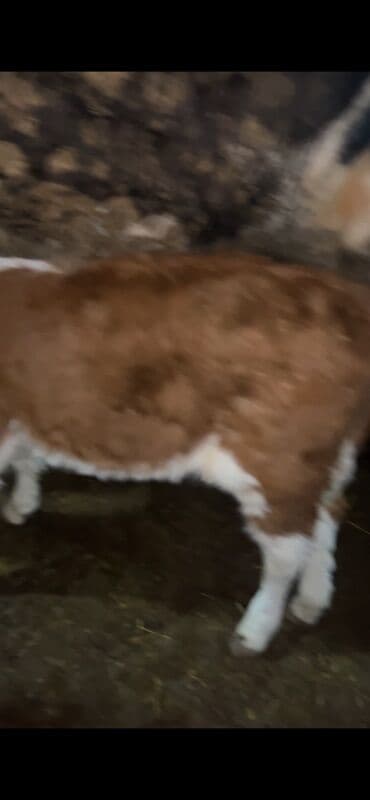 соль для животных: Продаю | Музоо, торпок | На откорм — 6