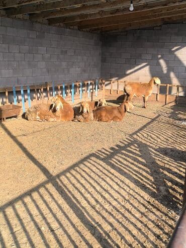 тай абакан: Продаю | Овца (самка), Ягненок | Арашан | Для разведения | Ярка — 5