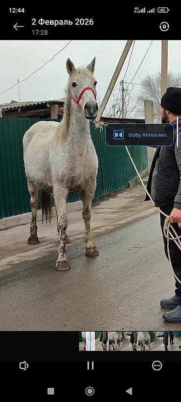 Продаю | Кобыла (самка) | Рабочий