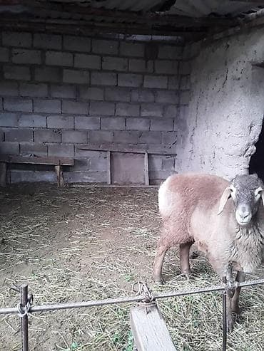 маленький баран: Продаю | Овца (самка) | На забой | Ярка — 2