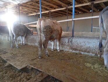 сиамская кошка цена бишкек: Продаю | Бык (самец) | На откорм — 4