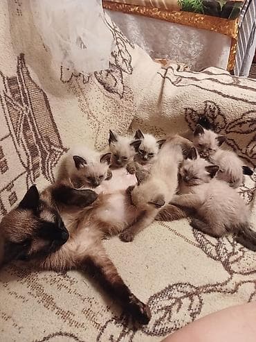 сиам: Сиамские котята - Помёт от сиамской кошки: на фото мама и котята. - — 1
