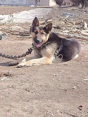 Восточно- европейская овчарка, кобель. Крупный, мощный, с