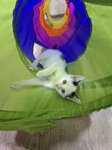котята новорожденные: Котёнок, приученный к лотку - Возраст: котёнок (маленький) - Окрас — 1