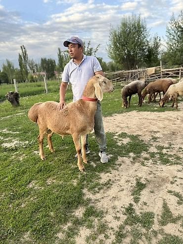 сибирская лесная кошка: Продаю | Баран (самец) | Для разведения | Племенные — 2
