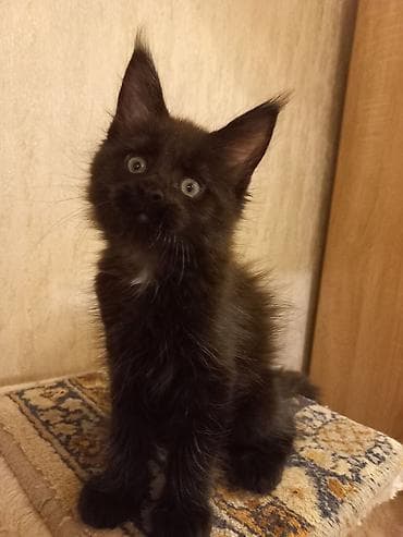 Үй жаныбарлары: Котята мейн-кун готовы к переезду! Отличный помёт с шикарными — 6