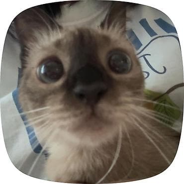 симс: Кошка даром: Сиамская, 4 месяца, Девочка — 3