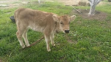 кой тащ: Продаю | Музоо, торпок | На откорм | Привязанные — 1