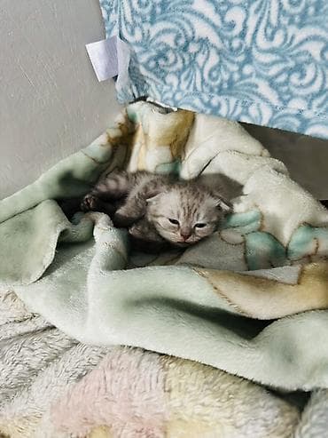 шотландские кошки: Шотландский вислоухий котёнок (скоттиш-фолд) Мальчик месяц - Окрас — 3