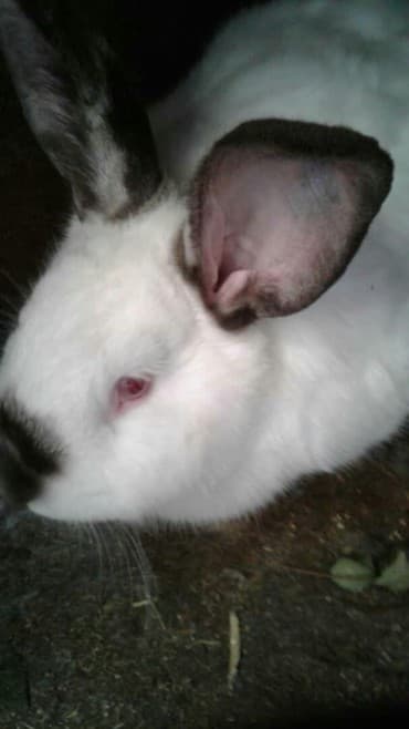 декоративные заборы: Кролики — 4