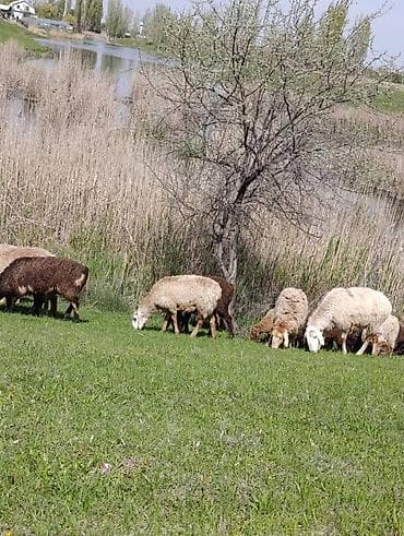 овцы баран: Продаю | Овца (самка) | Для разведения | Матка — 2