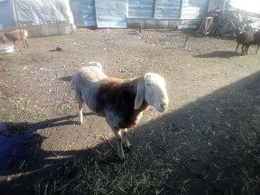 продам собаку объявление sobaka: Продаю | Баран (самец) — 7