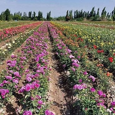 роза на штамбе: Продаю саженцы роз.Вьющийсяминирозы .куставые — 5