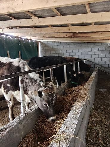 продам индюшат: Продаю | Корова (самка) | Для молока — 5