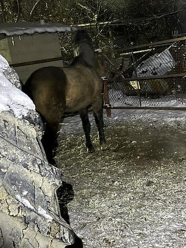 продаю охотничий собаку дратхар: Продаю | Жеребец — 8